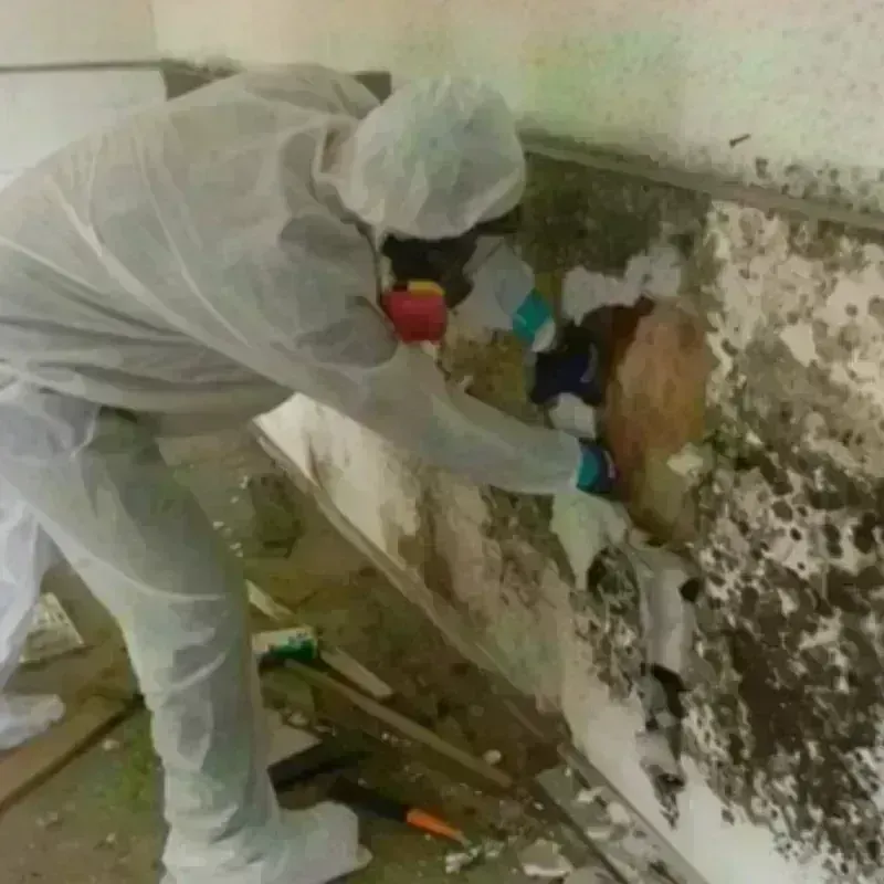 Mold Remediation and Removal in Pacheco, CA